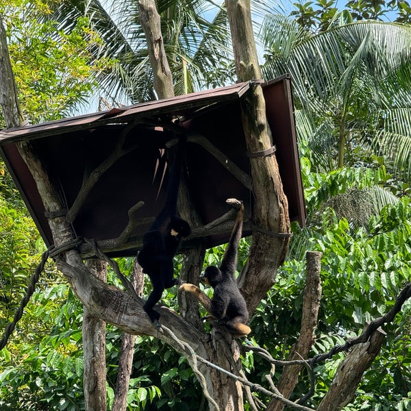 2/23/2024にJeremy M.がシンガポール動物園で撮った写真