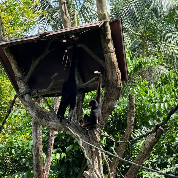 Foto tirada no(a) Singapore Zoo por Jeremy M. em 2/23/2024