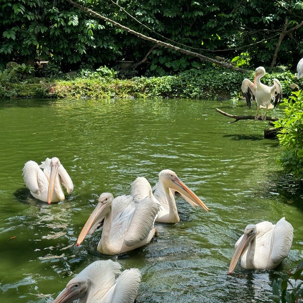 Снимок сделан в Singapore Zoo пользователем Jeremy M. 2/23/2024