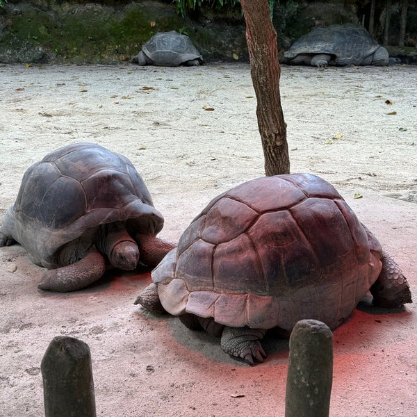 2/23/2024 tarihinde Jeremy M.ziyaretçi tarafından Singapore Zoo'de çekilen fotoğraf