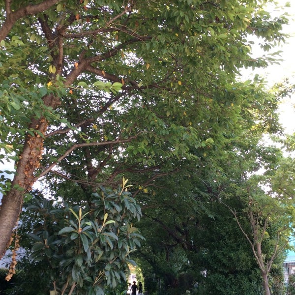 Photos At 海老名プライムタワー横の桜並木 海老名 0 Tips