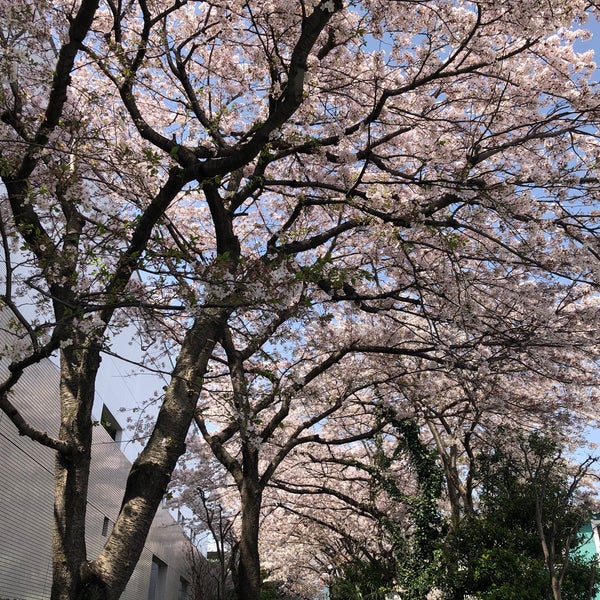 Photos At 海老名プライムタワー横の桜並木 海老名 0 Tips