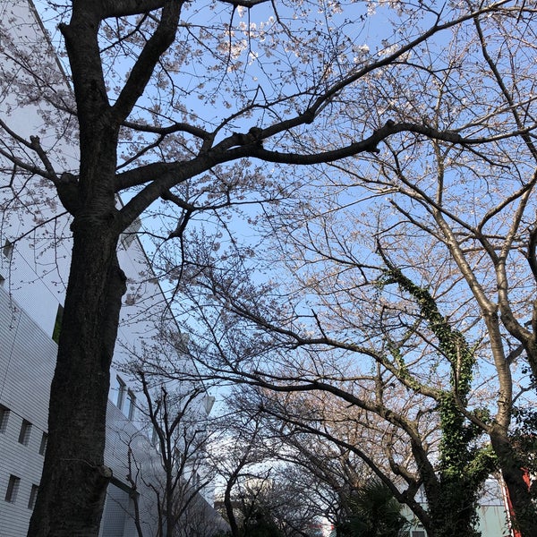 Photos At 海老名プライムタワー横の桜並木 海老名 0 Tips