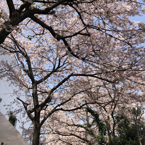 Photos At 海老名プライムタワー横の桜並木 海老名 0 Tips