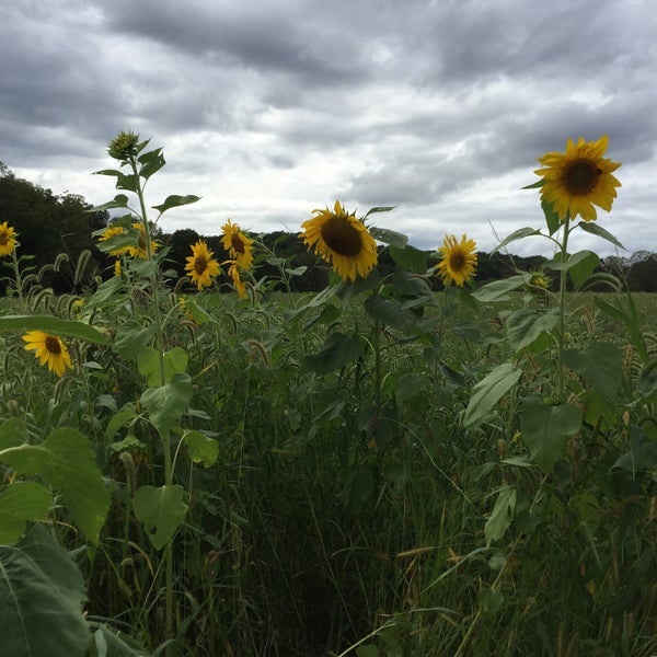 9/13/2015에 Winki C.님이 Sussex County Sunflower Maze에서 찍은 사진