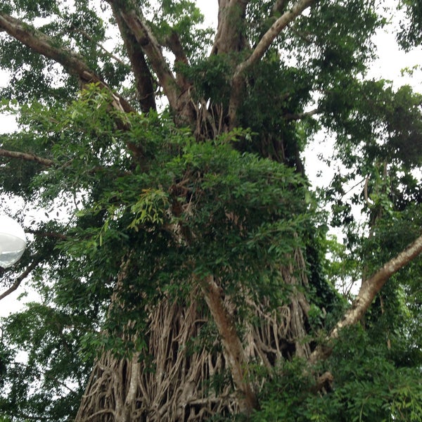 Photo taken at Biggest Balete Tree in Asia by Hillary D. on 2/7/2016