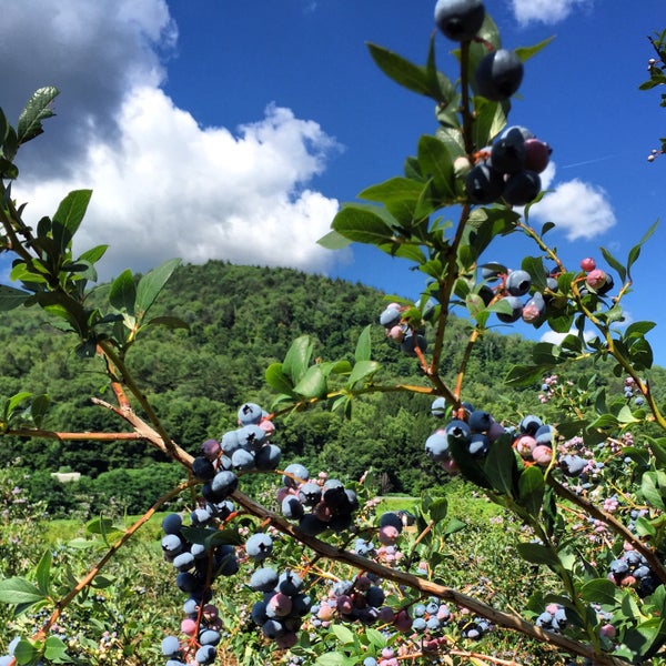 Dutton Farms Food and Beverage Retail in West Brattleboro