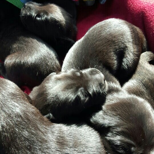 vets for pets bulwell