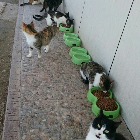 bestepeler kedi bakim evi artik kapali da fotograflar bestepeler kedi bakim evi artik kapali da fotograflar