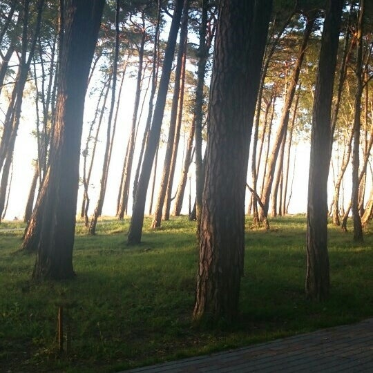 Пионерск сосновый бор. Ленинградская область сосновый бор приморский парк приморский парк. Сосновый бор калининград. Сосновый бор калининград заостровье. Сосновый бор пионерский.