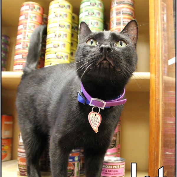 S.A.R.A.'s carries tons of great cat food, treats, and supplies!