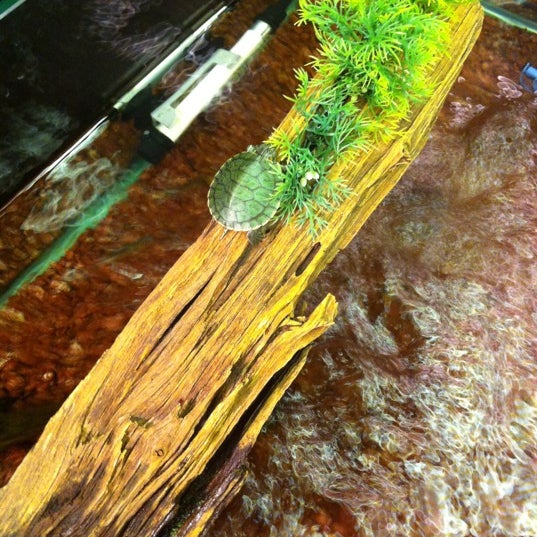 siglap pet lovers centre