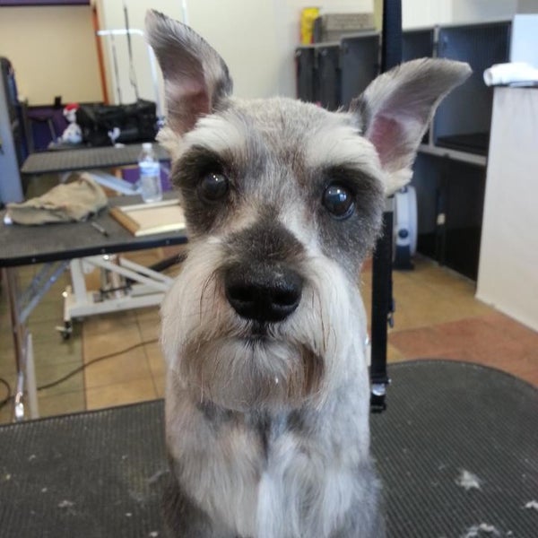 Purrs & Wags Grooming 180 S Stephanie St