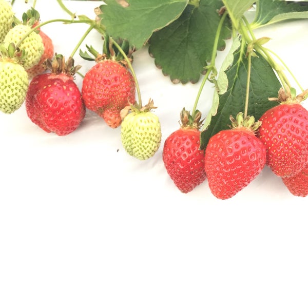 梶原フルーツ 2個のtips