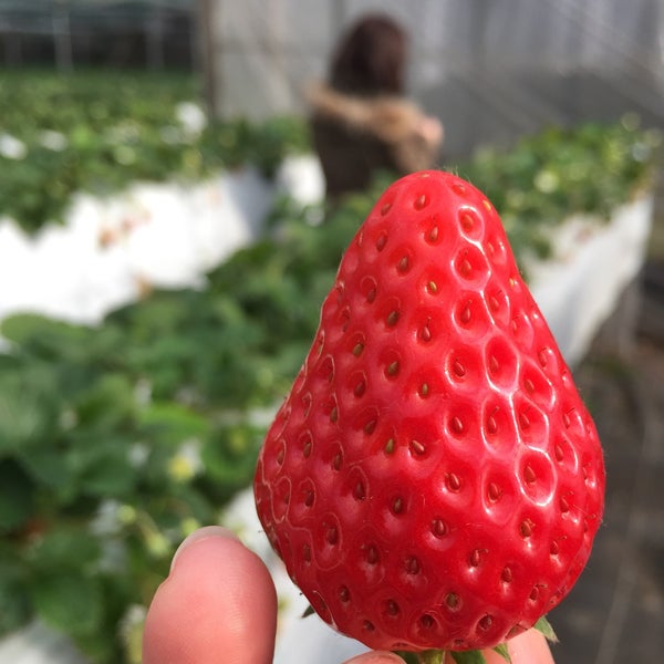 梶原フルーツ 2個のtips