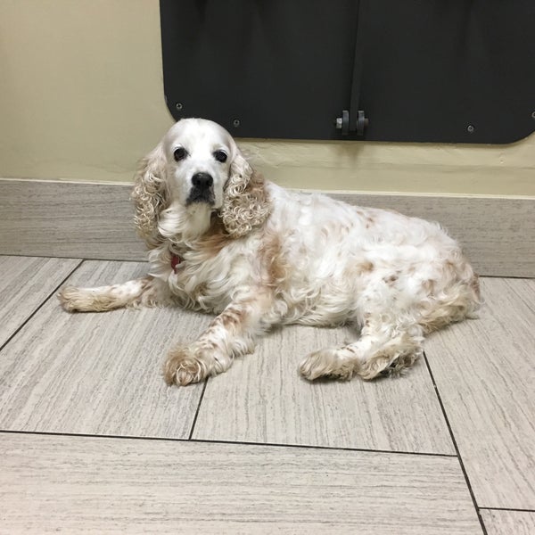 Oso creek cheap animal hospital