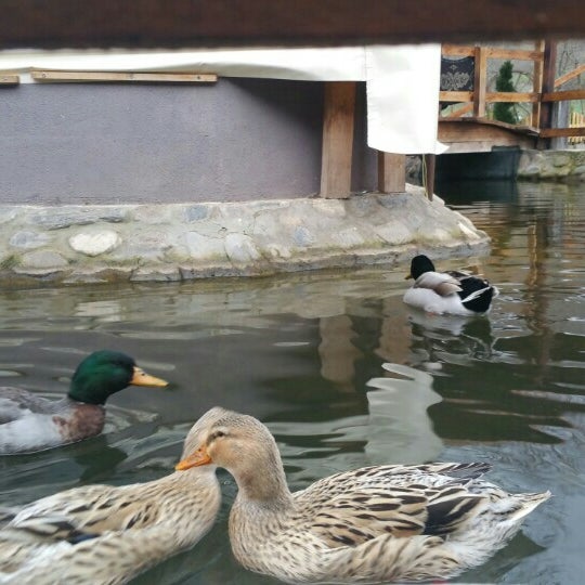 Photos at Ribnik Omorani - 1 tip