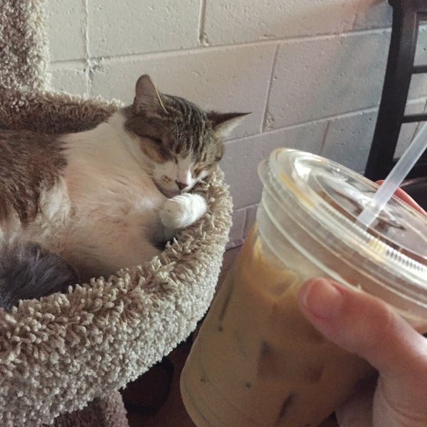Photo taken at Java Cats Café by Tracy H. on 4/26/2017