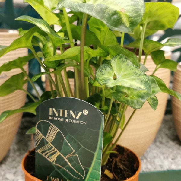 Home & Garden Nursery , Kuwait Garden Center in الري