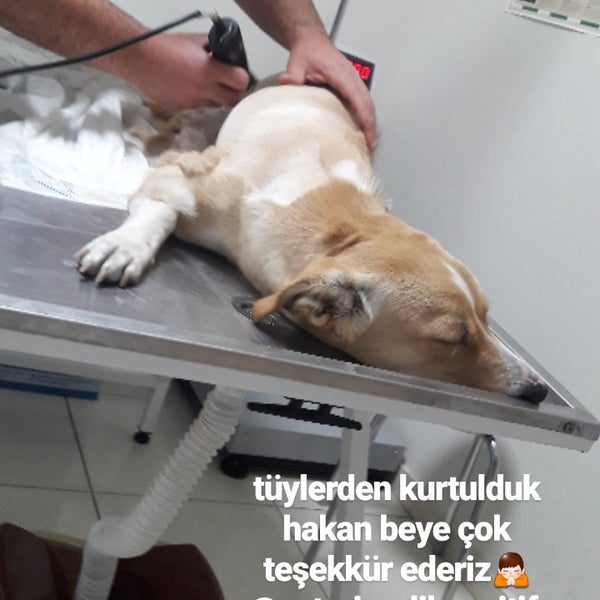 pozitif veteriner klinigi kayseri de veteriner