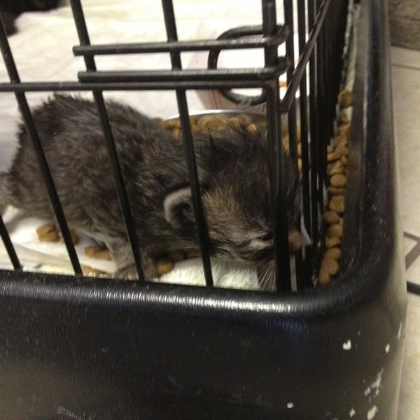 Cats unlimited Pet Supplies Store in Bedford