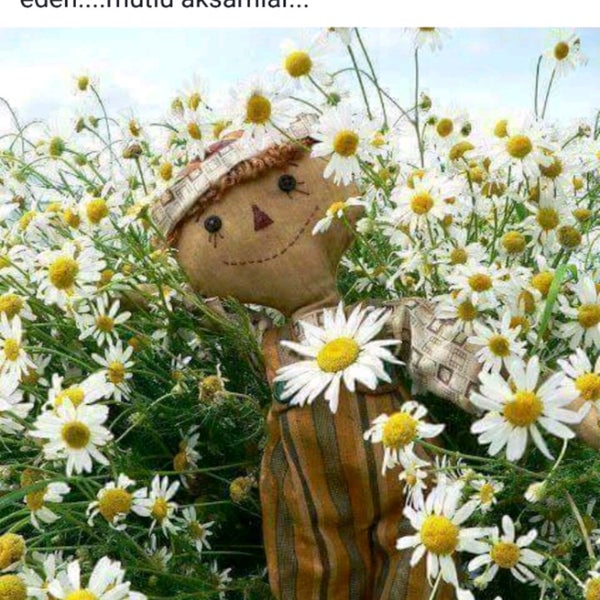 Позитивная Ромашка