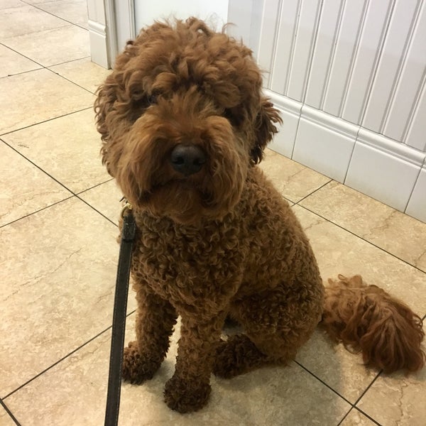 Biscuits & Bath Pet Store in New York