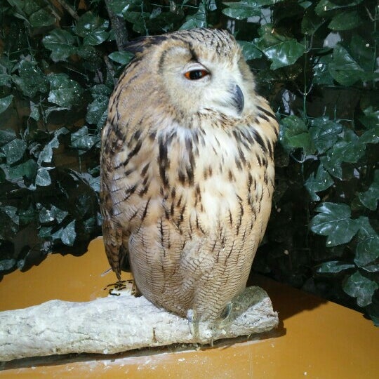 鎌倉乃フクロウの森 小町2 10 1 Da Fotograflar