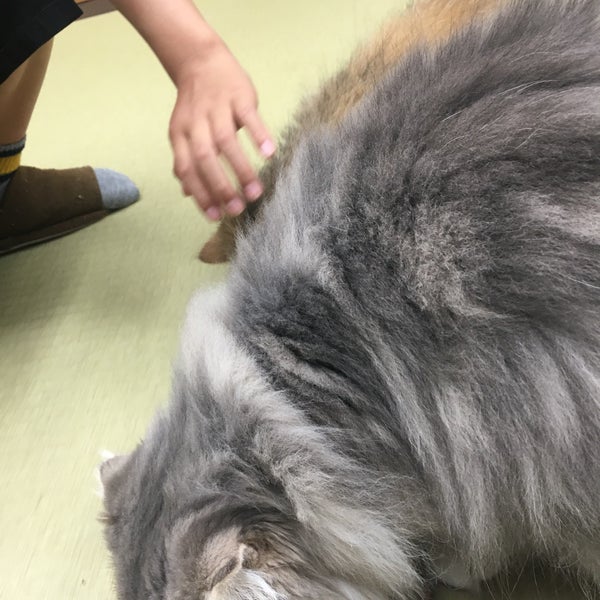 猫カフェ 空陸家 平塚のペットカフェ