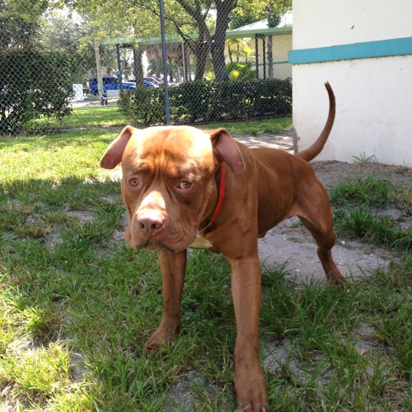 Palm Beach County Animal Care And Control - 7 tips