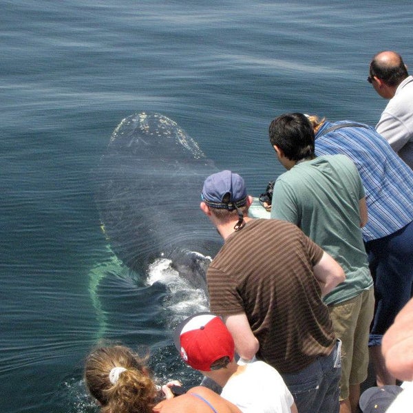 Снимок сделан в Capt. Bill &amp; Sons  Whale watch пользователем Capt. Bill &amp; Sons  Whale watch 7/23/2013