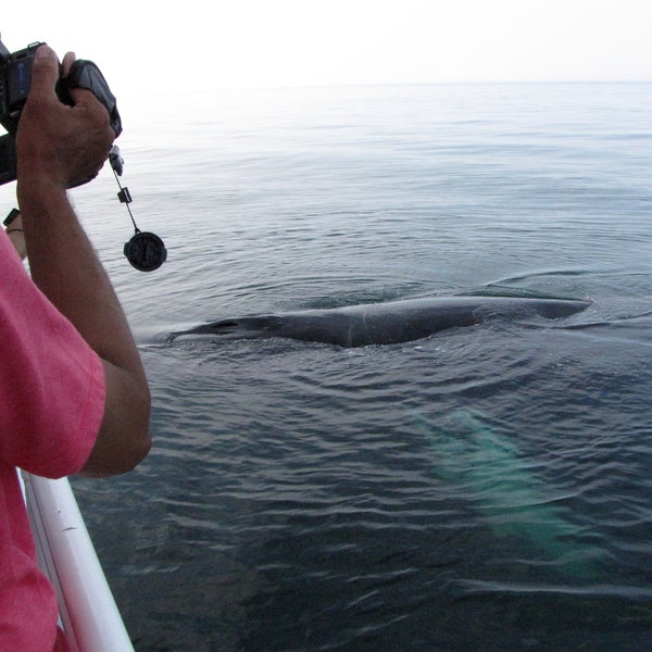 Снимок сделан в Capt. Bill &amp; Sons  Whale watch пользователем Capt. Bill &amp; Sons  Whale watch 7/23/2013
