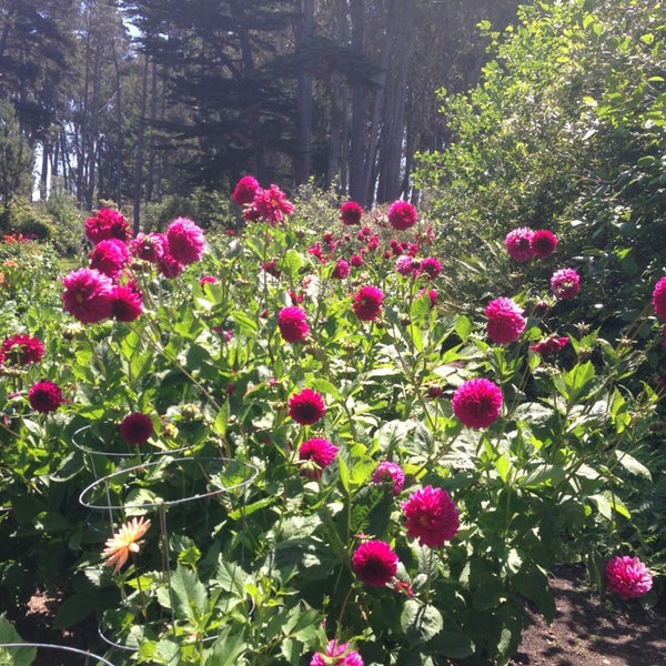 Снимок сделан в Mendocino Coast Botanical Gardens пользователем Ellen C. 7/4/2013