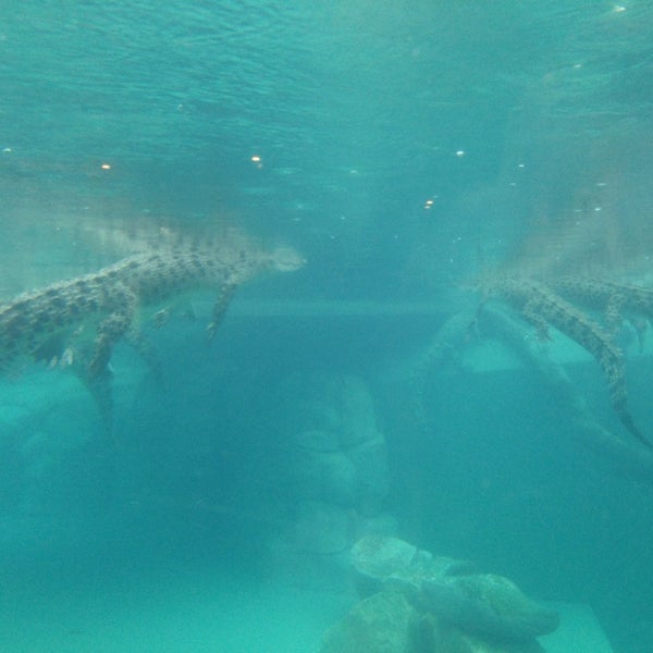 Photo taken at Crocosaurus Cove by Matt S. on 11/23/2013