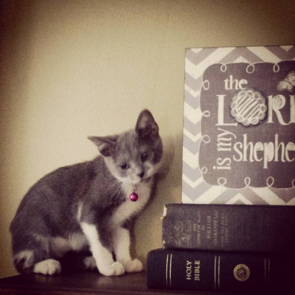 Photos at Kentucky Humane Society East Campus Animal Shelter in