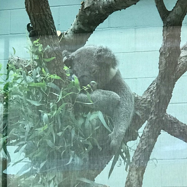 Photo taken at San Antonio Zoo by Mary A. on 7/4/2019