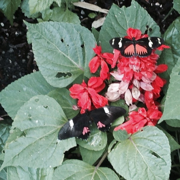 Foto tirada no(a) Butterfly Wonderland por 🇨🇳 Matthew 🇯🇵 Takeshi 🇺🇸 Y. em 7/31/2015