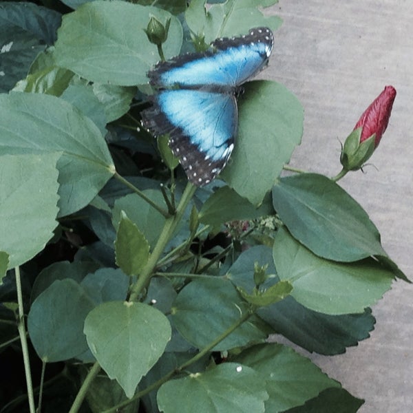 Foto tirada no(a) Butterfly Wonderland por 🇨🇳 Matthew 🇯🇵 Takeshi 🇺🇸 Y. em 7/31/2015