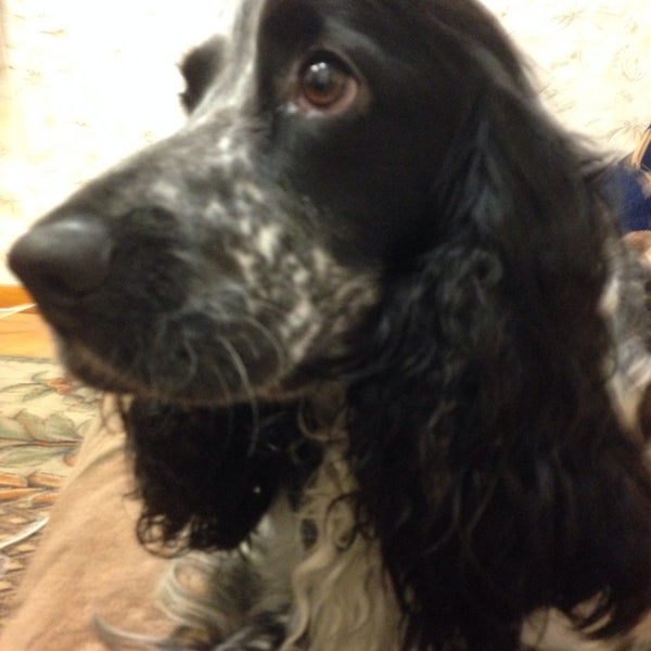 Описание тотошки из волшебника изумрудного города. Ветеринарная клиника малоярославец ул василия петрова 15. Татошка кустова. Татошка малоярославец. Тотошка.