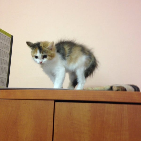 Г. Гаражное общество лада малоярославец. Татошки лебедева. Татошка пикабу. Тотошка журнал собака.