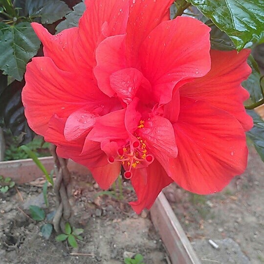 Bobby's Cafe North Little Rock, AR