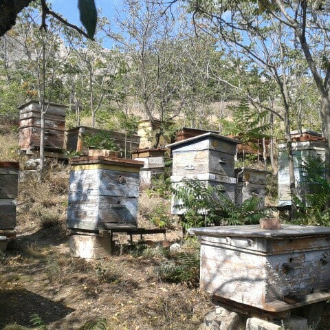 Пчелы пасека. Пчеловоды крыма. Бджільництво. Пчеловодство в крыму районы. Крымские пасеки.