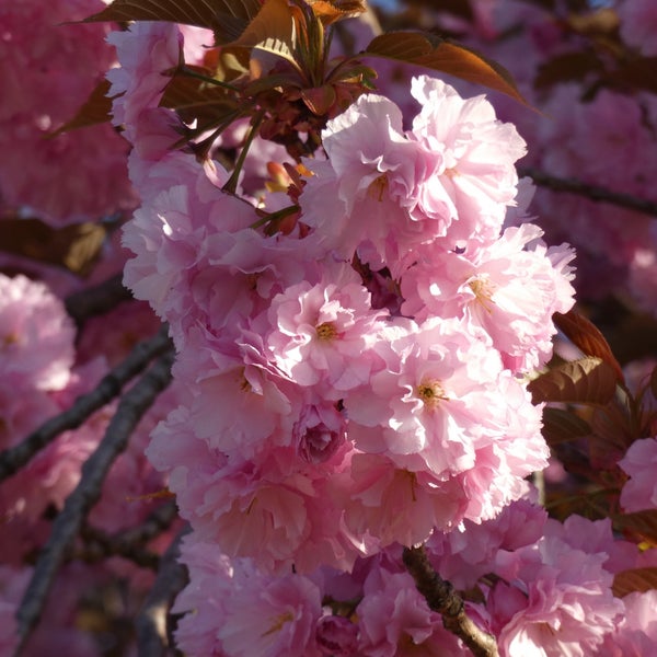 Foto tomada en Green-Wood Cemetery  por Jorge V. el 4/22/2024