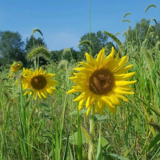 Photo taken at Sussex County Sunflower Maze by jen c. on 9/7/2015