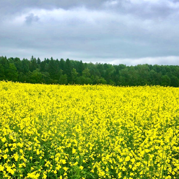 Волосовский Район Фото