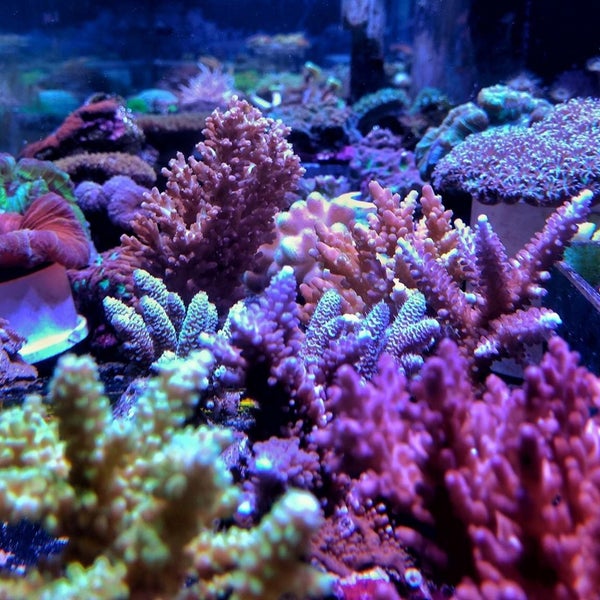 6/4/2018 tarihinde Doug W.ziyaretçi tarafından Aqua Life Aquarium'de çekilen fotoğraf
