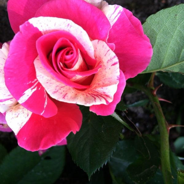 Photos At Cheshire Nursery Ct Photo Taken At Cheshire Nursery By Kate B On 7 29 2017