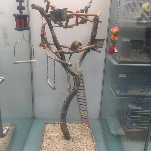 Petland 174th bronx hot sale