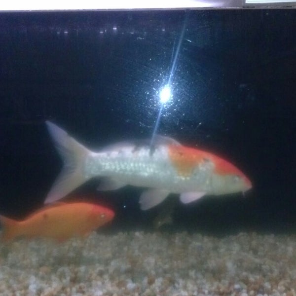 Chan's Chinese Restaurant Chinese Restaurant in Jacksonville