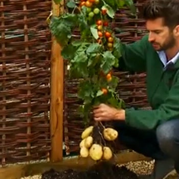 Γνωρίζατε ότι έχει αναπτυχθεί για την βρετανική αγορά ένα φυτό που παράγει ντομάτες και πατάτες μαζί και ονομάζεται TomTato;!